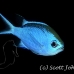 chromis_blue_pi_jar_h_0147_cub2054.jpg